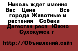 Николь ждет именно Вас › Цена ­ 25 000 - Все города Животные и растения » Собаки   . Дагестан респ.,Южно-Сухокумск г.